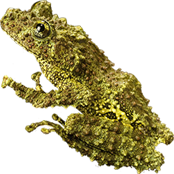 Vietnamese Mossy